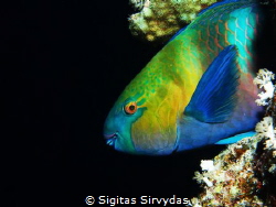 Parrotfish at night by Sigitas Sirvydas 